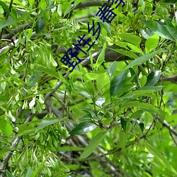 野性乡春李玉凤免费阅读