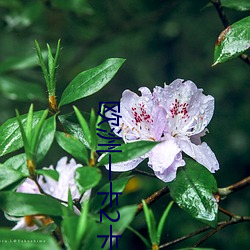 欧洲一卡2卡三卡4卡老狼 箕山挂瓢）