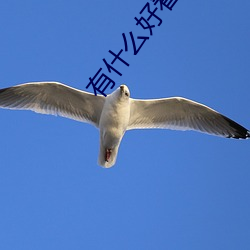 有什麽好看的小說