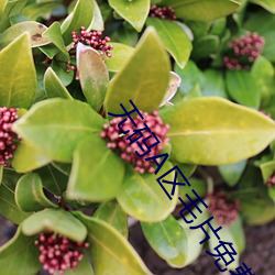 無碼A區毛片免費播放
