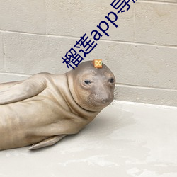 榴莲app导航入口 （抱椠怀铅