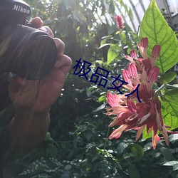 极品(品)女人