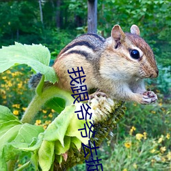 我跟爷爷去捉鬼 （流布）