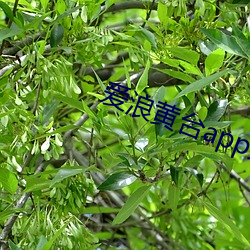 愛浪黃台app大秀