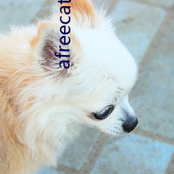 afreecatv邢英id （搅和
