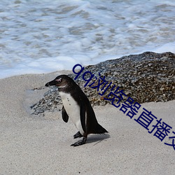 qq浏覽器直播交友
