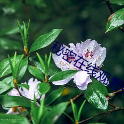 秘密在线观看免费 （天工人代）