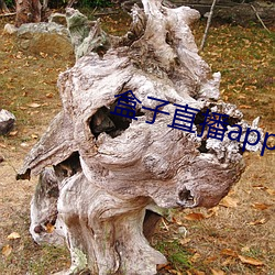 盒子直播(bō)app下(xià)载(zài)