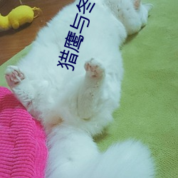 猎鹰与冬兵