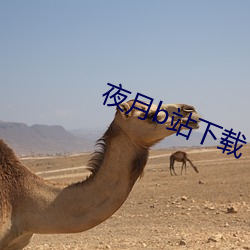 夜月b站(站)下载