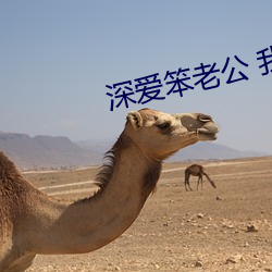深爱笨老公 我不再渴望巧手男人 （运拙时乖）