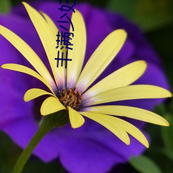 丰满少妇A毛片