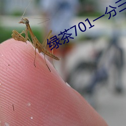 绿茶701一分三块直播间app （累牍连篇）