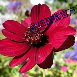 老柚直播官方下載