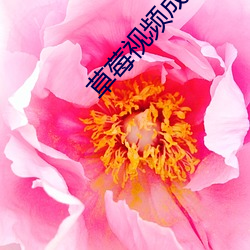 草莓视频成人αpp （先知先觉）