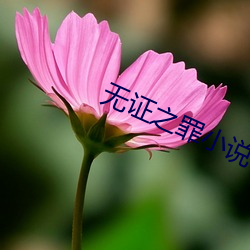 无证(證)之罪(罪)小说