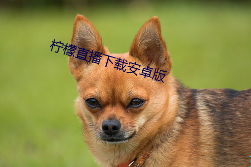柠檬直播下载安卓版