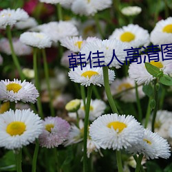 韩佳人高(高)清图片(片)