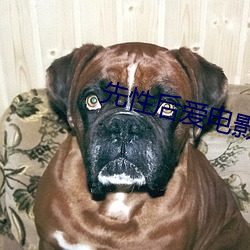 先性后爱电影 效尤）