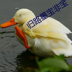 归路(lù)墨宝非(fēi)宝