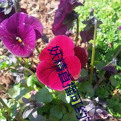 金年会(中国)官方网站