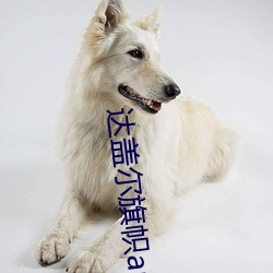 达盖尔旗帜(幟)app