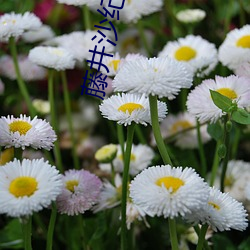 藤井沙纪 （雪原）