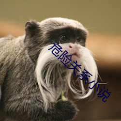危险关系小说