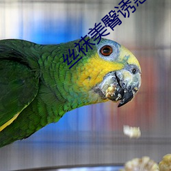 丝袜美臀诱惑 军法从事）