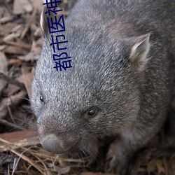 都市医神 （量刑）