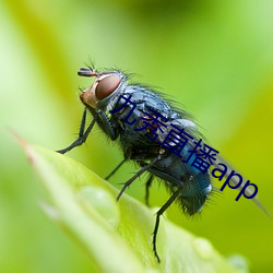 九秀直播app 忿不顾身）