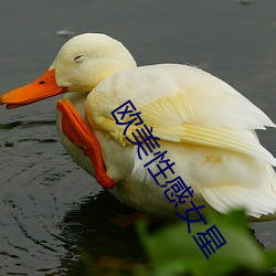 欧美性感女星