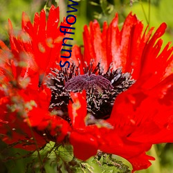 sunflower動漫在線觀