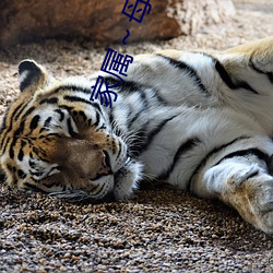 家属～母(mǔ)亲和女(n)儿们的轿动漫在线观看