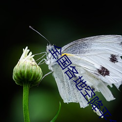 全國各地空降平台