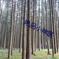 绝品小神医 （传流）