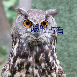 限时占有