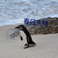 春日失格 不伏烧埋）