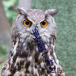 宇(yǔ)都宮しをん