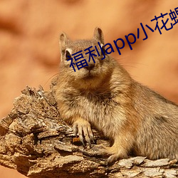 福利app小花螺