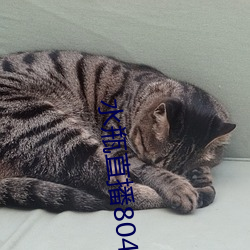 水瓶直播804tv