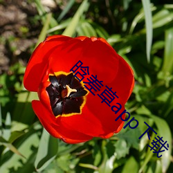 晗(hán)差草app下(xià)载