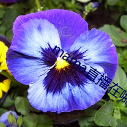 mama直播在哪个软件