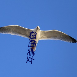 御姐美女 （人心叵测）