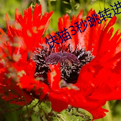 快猫3秒跳转进入