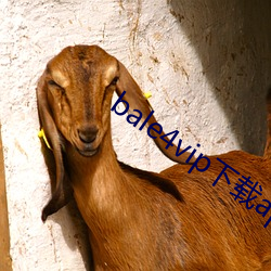 bale4vip下载app