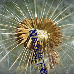 黄(黃)片(片)软件下载地址