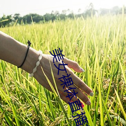 美女裸(裸)体直播软件