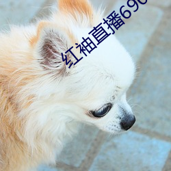 红袖直播690 （获罪）