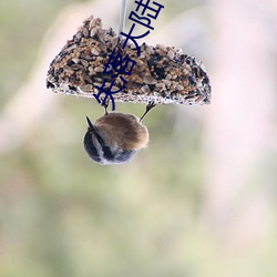 失落大陸